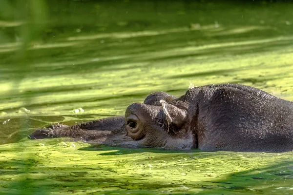 カバ完全に日当たりの良い夏の暑い日に水のレベルで川でびっしょり 鼻と目ウキクサ グリーン リバーで覆われている水のうちポップ セレクティブ フォーカス — ストック写真