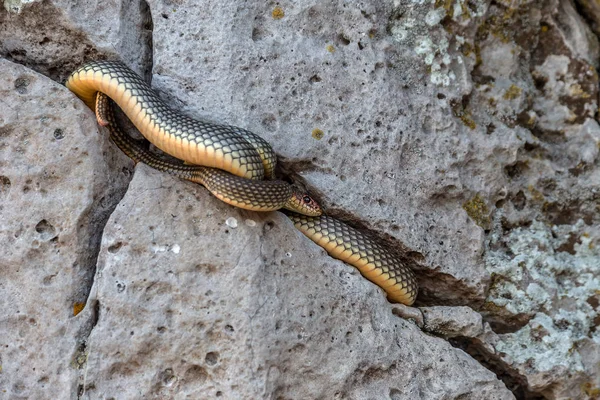 Serpente Barriga Amarela Banhar Sol Numa Fenda Pedra Maior Cobra — Fotografia de Stock