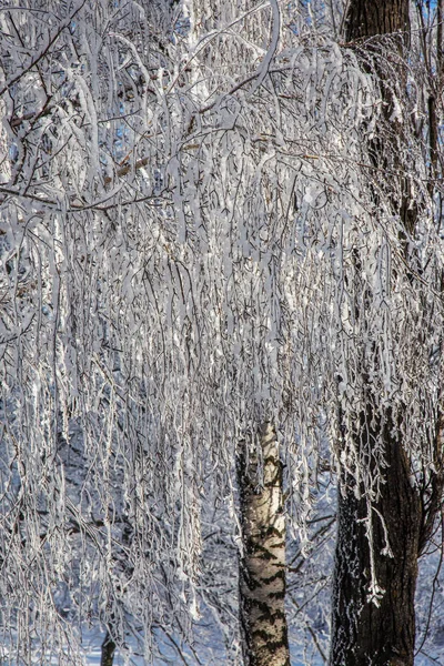 Krásná Zimní Krajina Scénu Pozadí Wit Zasněžené Stromy Ledová Řeka — Stock fotografie