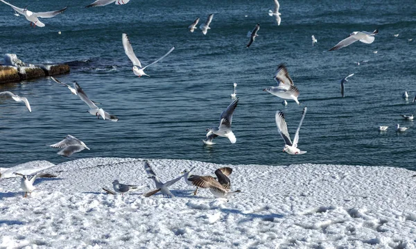 Hungry Gulls Circling Winter Beach Search Food Background Sea Blue — Stock Photo, Image