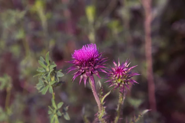 Blessed flowers of milk thistle, close-up. Milk thistle, Milk thistle, Marie Scottish thistle, Mary Thistle, Marian Cardus. Milk thistle flowers toned in a fashionable color tone treatment