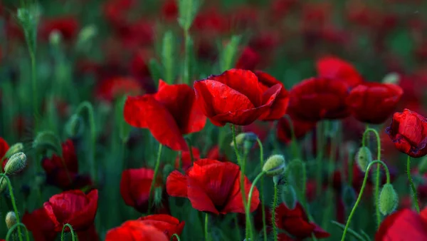 Blumen Roter Mohn Blüht Auf Wildem Feld Schöne Rote Feldmohn — Stockfoto