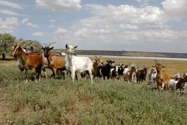 güneşli bir yaz günü bozkır çayır çiftlik hayvan çiftliğinde otlatma keçi sürüsü. Güney Ukrayna'nın kırsal manzara