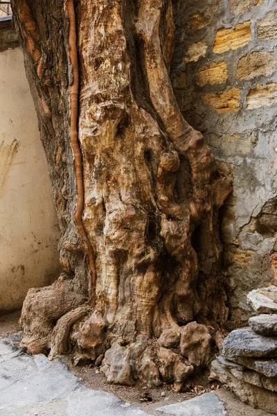 Mystical roots of the old tree. The large beautiful fairy-tale roots of an ancient old tree on the slopes of the national nature park.