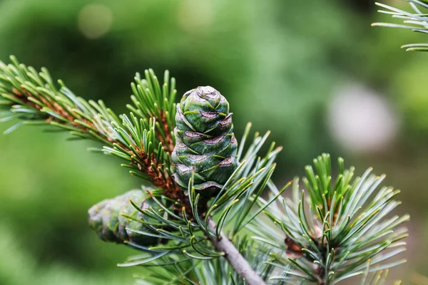 Nahaufnahme Eines Tannenzapfens Oder Tannenzapfens Einem Nadelbaum Auf Einem Weihnachtsbaumhof — Stockfoto