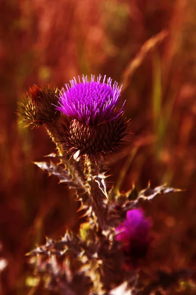 Požehnaný Květiny Mléka Thistle Detail Ostropestřec Mariánský Ostropestřec Skotský Bodlák — Stock fotografie