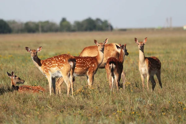 Una Manada Ciervos Manchados Una Estepa Salvaje Ciervo Cervus Nippon —  Fotos de Stock