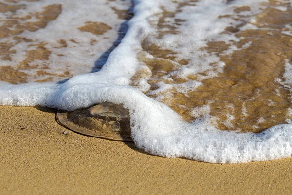 Massive Invasion Large Marine Jellyfish Beaches Due Sharp Cooling Water — Stock Photo, Image