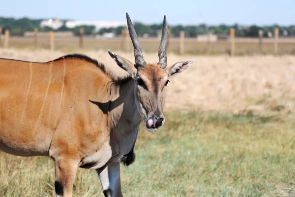 Vilda Djur Sällsynta Och Hotade Arter Djur Deras Naturliga Miljö — Stockfoto