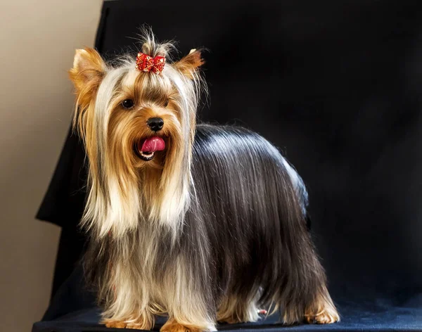 Yorkirsky Terrier Estudio Sobre Fondo Negro Encantador Con Hermoso Pelo —  Fotos de Stock