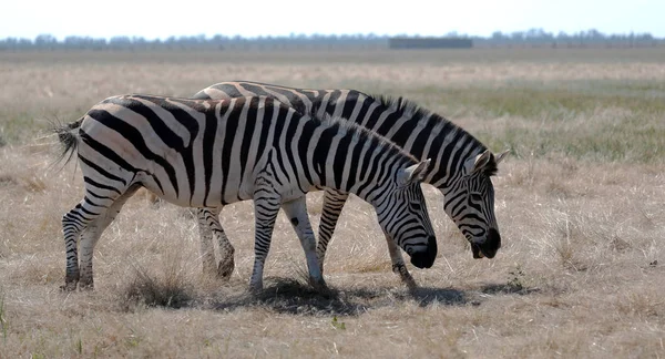 Pâturage Zèbre Sur Les Pâturages Vivo Safari Dans Désert National — Photo