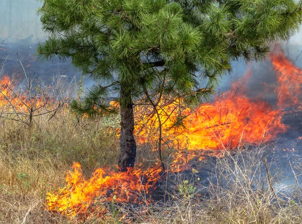 Forest Fires Wind Dry Completely Destroy Forest Steppe Severe Drought — Stock Photo, Image