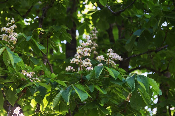 Floração Ramos Castanheiro Castanea Sativa Árvore Cavalo Castanha Árvore Conker — Fotografia de Stock