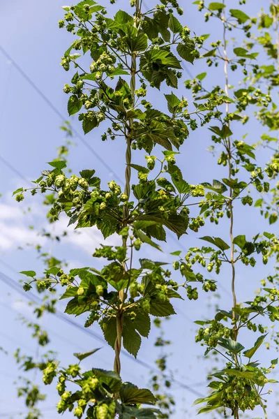 Plantação Lúpulo Bulgária Milhares Plantas Lúpulo Principal Matéria Prima Para — Fotografia de Stock