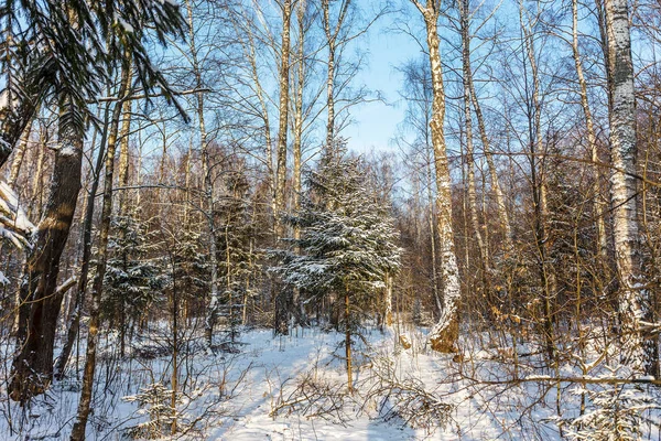 Vista Árboles Cubiertos Nieve Bosque Invierno Como Fondo Creativo Tema — Foto de Stock