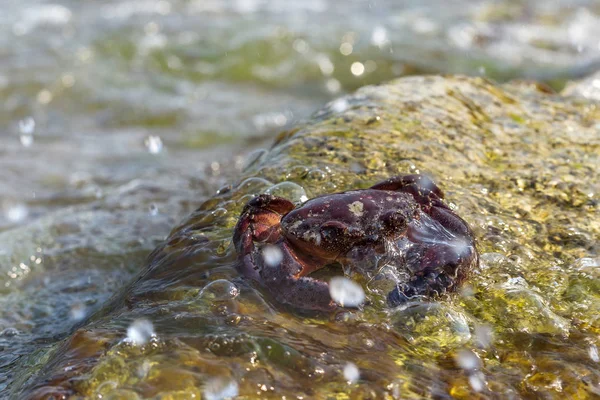 European Green Crab Crab Surrounded Seaweed Sea Wave Flooded Sitting — Stock Photo, Image