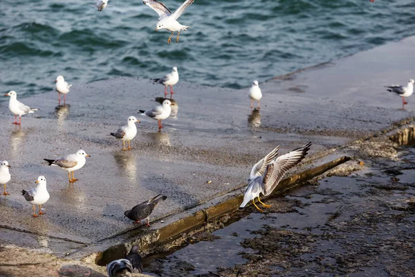A flock of sea gulls on the sea close up. Seagulls on the sea beach.
