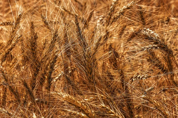 Ripe Dry Wheat Field Harvesting Golden Ripe Wheat Falls Spreads — Stock Photo, Image