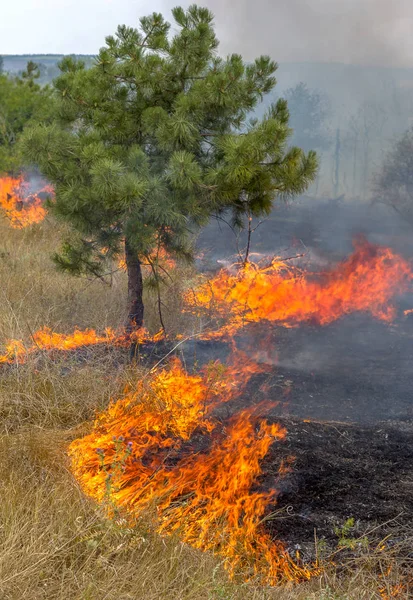 Incêndios Florestais Vento Seco Destruir Completamente Floresta Estepe Durante Uma — Fotografia de Stock