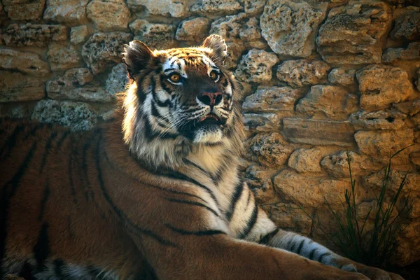 Tigre Amur Siberiano Recinto Del Zoológico Hermosos Animales Salvajes Cautiverio — Foto de Stock