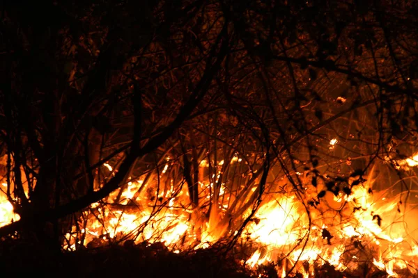 森林火災 倒れた木が焼けて煙時の地面の多くの Vildfire 火災は すべて去ることだけ焦げた木とアッシュを破棄します 森が燃えては自然災害です 森林火災の可視化 — ストック写真