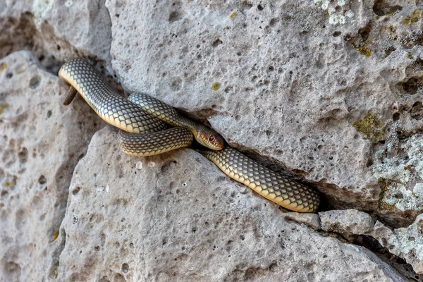 Serpente Barriga Amarela Banhar Sol Numa Fenda Pedra Maior Cobra — Fotografia de Stock