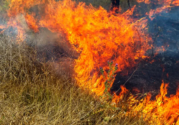 Grave Siccità Gli Incendi Boschivi Nel Vento Secco Distruggono Completamente — Foto Stock