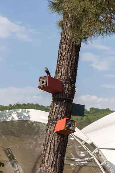 Birdhouse Uma Árvore Parque Florestal Abrigo Pássaro Madeira Mão Para — Fotografia de Stock