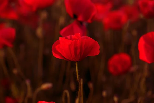 Fiori Papaveri Rossi Fioriscono Sul Campo Selvatico Bellissimi Papaveri Rossi — Foto Stock