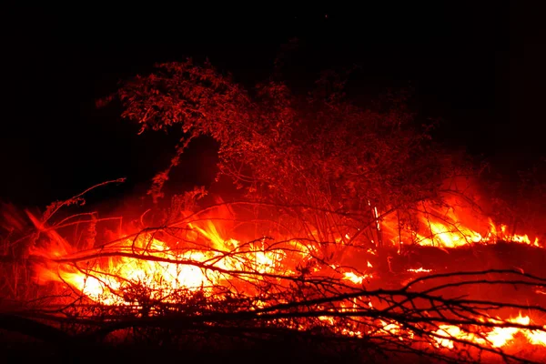 Waldbrand Umgestürzter Baum Verbrennt Bei Brand Auf Dem Boden Feuer — Stockfoto