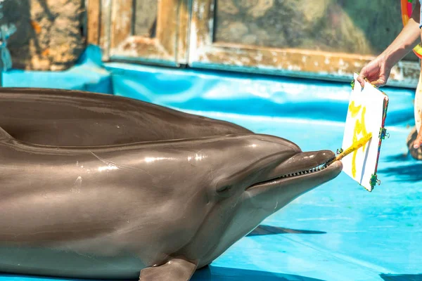 Feliz Lindo Golfinho Água Azul Piscina Dia Ensolarado Pincel Pintura — Fotografia de Stock