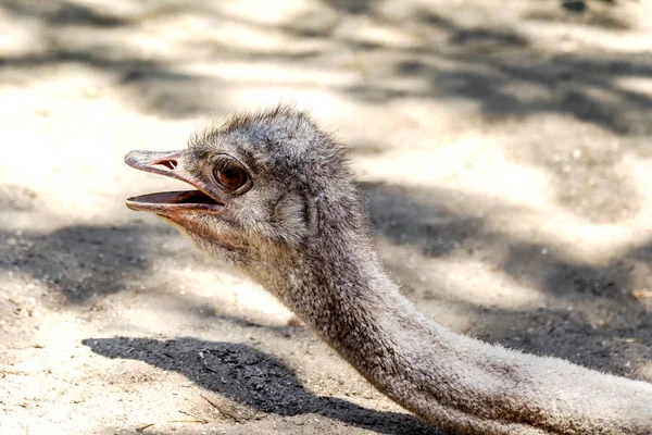 Ostrich Head Close Ostrich Ostrich Type One Two Species Large — Stock Photo, Image