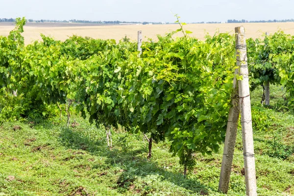 Green Vineyard Blue Sky Ukraine Vineyards Small Grapes Field Blue — Stock Photo, Image