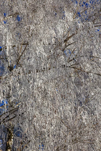 Mooie Winter Landschap Scène Achtergrond Wit Sneeuw Bedekt Bomen Ijs — Stockfoto