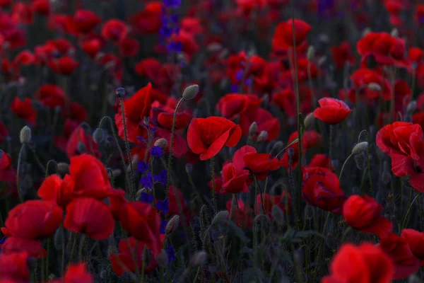 Vahşi Alanda Çiçek Kırmızı Haşhaş Çiçeği Seçici Odak Ile Güzel — Stok fotoğraf