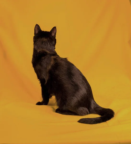 Beautiful Black Cat Studio Yellow Red Colored Background Various Poses — Stock Photo, Image