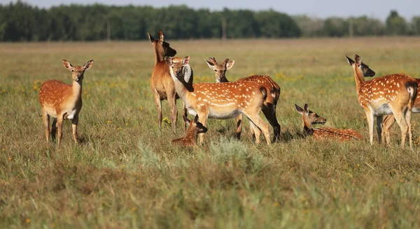 Una Manada Ciervos Manchados Una Estepa Salvaje Ciervo Cervus Nippon — Foto de Stock