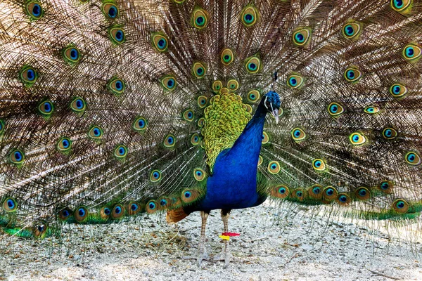 Portrait Beautiful Peacock Feathers Beautiful Indian Peacock Bright Feathers Tail — Stock Photo, Image