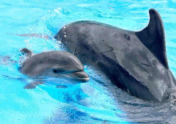 Dolphin Mãe Com Seus Pequenos Golfinhos Nada Piscina Criança Está — Fotografia de Stock