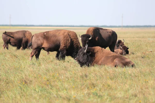 Beautiful Herd Buffaloes Resting High Grass National Safari Park Oskaniya — Stock Photo, Image