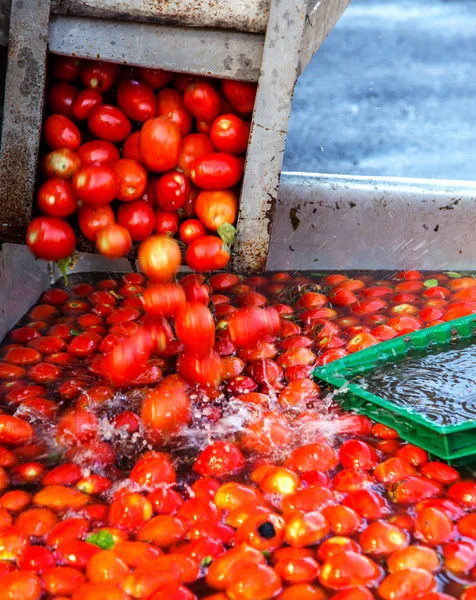 Odessa Ucrania Septiembre 2015 Proceso Trabajo Producción Tomates Fábrica Frutas —  Fotos de Stock