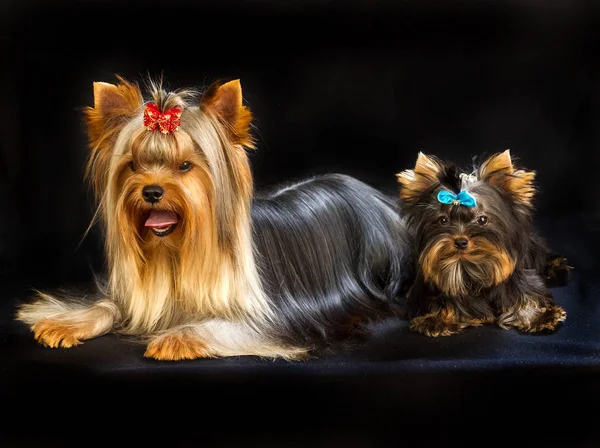 Yorkirsky Terrier Estudio Sobre Fondo Negro Encantador Con Hermoso Pelo —  Fotos de Stock