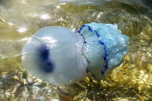 Więcej Głębokość Jellyfish Pływające Laguny Morze Wyniku Penetracji Zimne Przepływu — Zdjęcie stockowe