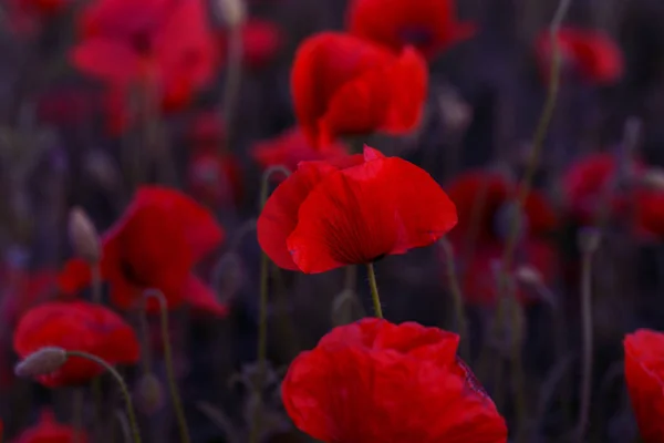 Fleurs Coquelicot Rouge Fleurit Sur Champ Sauvage Beau Champ Coquelicots — Photo