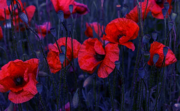 Virágok Piros Pipacsok Nyílnak Vad Mező Gyönyörű Vörös Mezőben Pipacsok — Stock Fotó
