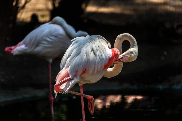 Schöner Sumpf Heller Vogel Rosa Flamingo Nahaufnahme Der Zoovoliere Amerikanische — Stockfoto