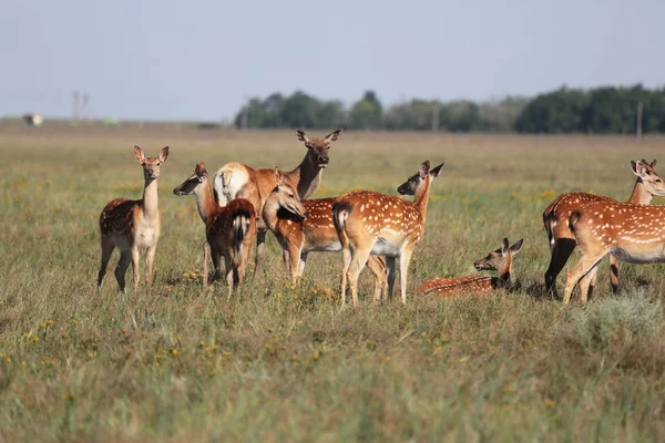 Una Manada Ciervos Manchados Una Estepa Salvaje Ciervo Cervus Nippon —  Fotos de Stock