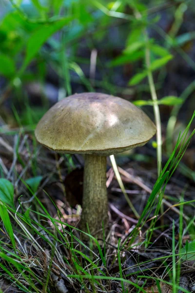 Hermoso Hongo Boletus Bosque Coníferas Otoño Enfoque Selectivo Marco Artístico —  Fotos de Stock