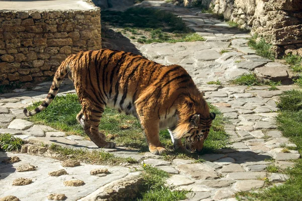 Siberian Amur Tiger Enclosure Zoo Beautiful Wild Animals Captivity Zoo — Stock Photo, Image