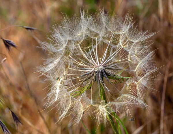 Schöne Blüten Eines Löwenzahns Samen Fliegen Lassen Den Wind — Stockfoto